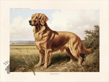 CFA Dog Golden Retriever 01